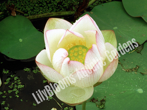 Chawan Basu- Hardy Water Lotus