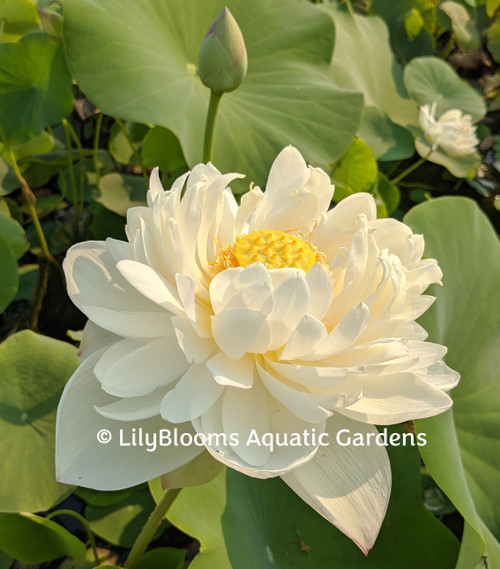 Nelumbo 'Large Brocade Edge'   White Hardy Water Lotus