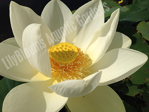 Nelumbo 'Giant Sunburst' Yellow Lotus