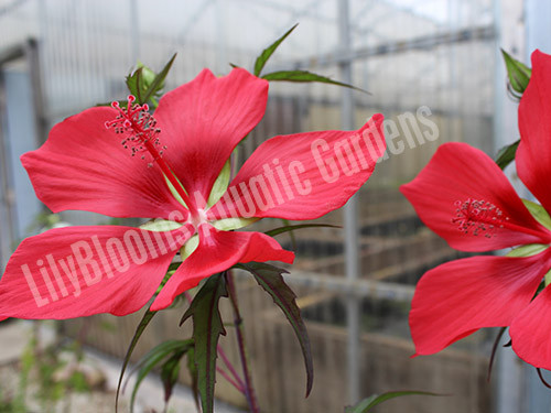 Scarlet Rosemallow aka Red Water Hibiscus (Hibiscus coccineus)