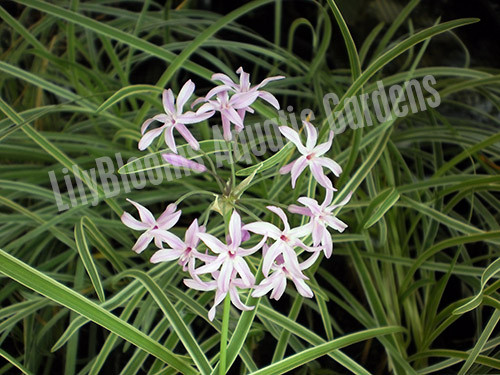 Variegated Society Garlic (Tulbaghia violacea var. 'Silver Lace')