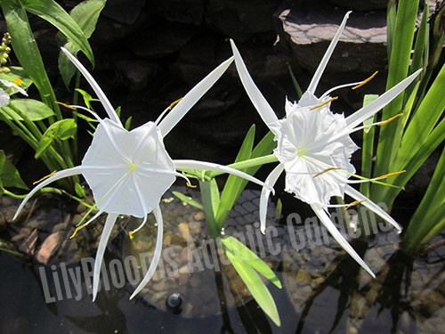 Spider Lily (Hymenocallis lirisome) shallow water pond plant