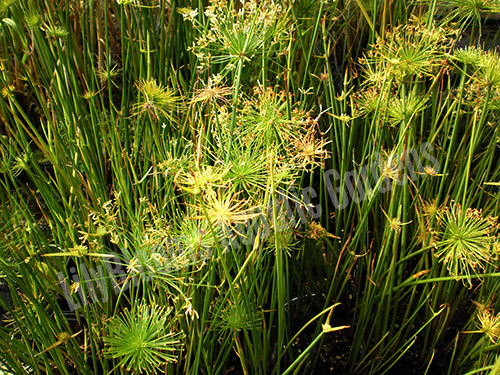 Dwarf Papyrus (Cyperus haspan) shallow water plant