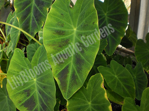 Imperial Taro (Colocasia antiquorum) -- shallow water pond plant