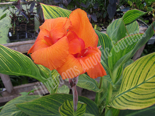 Canna 'Bengal Tiger' -- shallow water pond plant