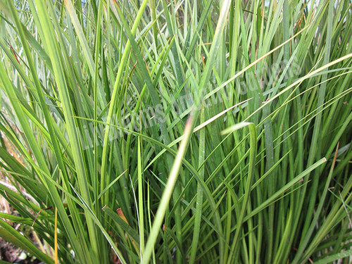 Golden Japanese Flag - (Acorus gramineus 'Ogon') Hardy Shallow Water Plant for Ponds