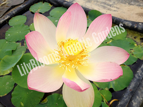 Beautiful Dancer- Pink Hardy Water Lotus