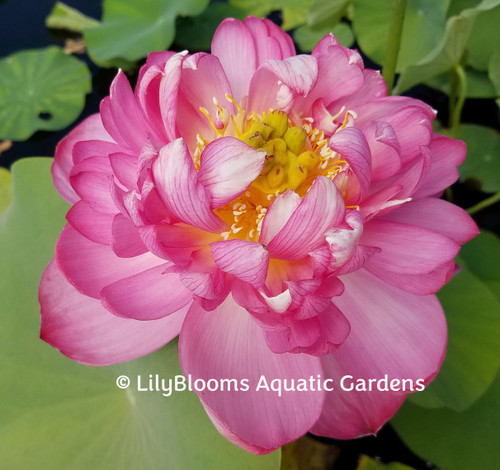 Space Lotus 36' Lotus - Very Large Light Pink (Bare Root Tuber) - Min Qty.  3 Per Variety NEW