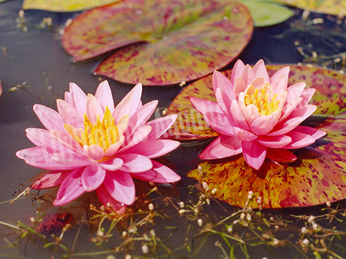 Perry's Orange Sunset- Peach/Orange Hardy Water Lily