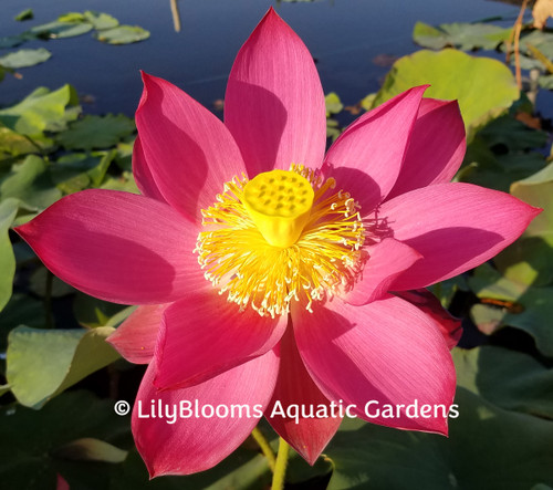 Nelumbo 'Titan' - Red Hardy Water Lotus for Ponds