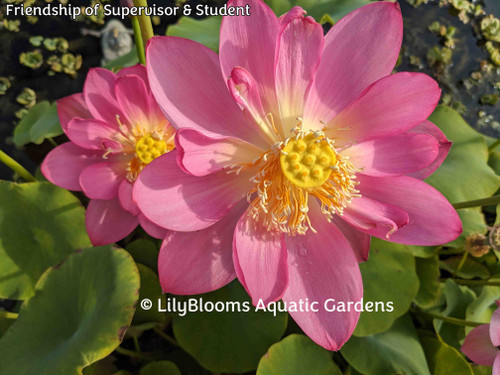 'Friendship of Supervisor & Student' -- Pink Versicolor Lotus (Nelumbo nucifera)
