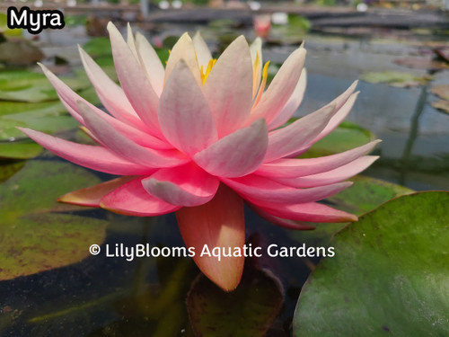 Nymphaea 'Prakisad' Hardy Salmon Water Lily