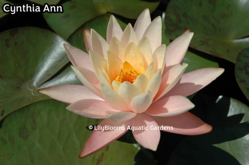 Nymphaea 'Cynthia Ann' Peach Hardy Waterlily