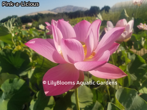 Pink-A-Licious -- Pink Hardy Water Lotus (Nelumbo cultivar)