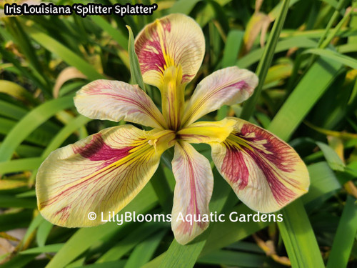 Splitter Splatter - Multi-color Louisiana Iris, shallow water pond plant