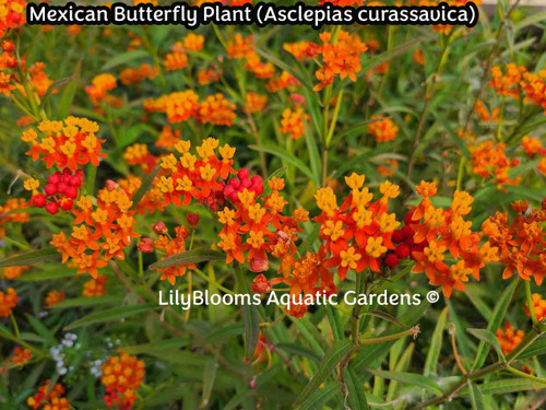 Mexican Butterfly Plant (Asclepias curassavica)