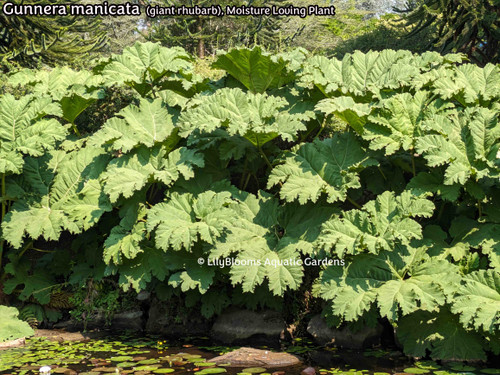 Gunnera manicata (giant rhubarb) -- grows around pond edge and streambeds