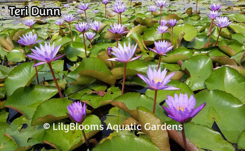 Nymphaea 'Teri Dunn' Purple Tropical Water Lily