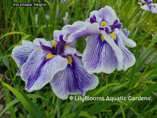 'Hegira' Japanese Iris (Iris ensata) aquatic iris for ponds