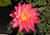 Mayla - Hot Pink Hardy Waterlily