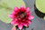 Almost Black- Red Hardy Water Lily
