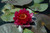 Nymphaea 'Perry's Baby Red' Small Red Hardy Water Lily