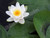 Nymphaea 'Virginalis' White Hardy Water Lily