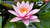 Nymphaea 'Pink Beauty' Pink Hardy Water Lily