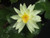 Nymphaea 'Charlene Strawn'  Yellow Hardy Water Lily