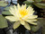 Inner Light- Yellow Hardy Water Lily