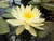 Nymphaea 'Inner Light'  Yellow Hardy Water Lily