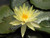 Nymphaea 'Lemon Mist' Yellow Hardy Water Lily