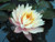 Nymphaea 'Pink Grapefruit' Pink Hardy Water Lily