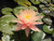 Nymphaea 'Pink Grapefruit' Pink Hardy Water Lily