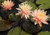 Nymphaea 'Sunny Pink' Pink & Yellow Hardy Water Lily