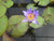 Nymphaea 'Tina' Purple Tropical Water Lily