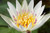 Nymphaea 'Crystal' - White Tropical Water Lily