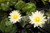 Nymphaea 'Crystal' - White Tropical Water Lily