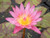 Queen of Siam- Pink Tropical Waterlily