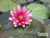 Grower's Choice Red Hardy Water Lily (Nymphaea)