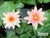 Unsorted Peach/Orange Hardy Water Lily