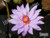 Unsorted Purple Tropical Water Lily