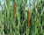 Common Cattail (Typha latifolia) shallow water plant for ponds
