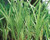 Variegated Cattail (Typha latifolia 'Variegata') shallow water plant