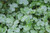 Pennywort (Hydrocotyle verticillata)