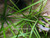 Dwarf Sag (Sagittaria subulata)