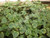 Chameleon Plant (Houttuynia cordata 'Chameleon')