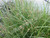 Hardy Umbrella Grass (Cyperus longus) shallow water plant for ponds