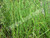 Dwarf Horsetail (Equisetum scirpoides)