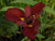 'Red Velvet Elvis' - Red Louisiana Iris shallow water pond plant